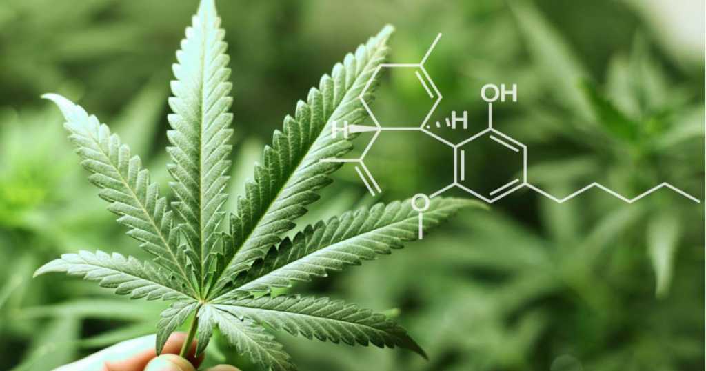 Cannabidiol ya en México, lo vende el papá de Grace