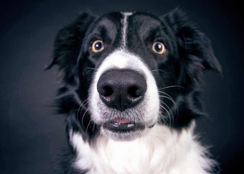 Perros consumen marihuana para tratar enfermedades