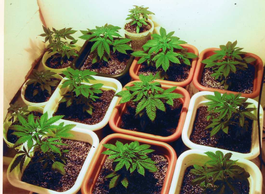 Morena propone que puedas cultivar marihuana en tu casa