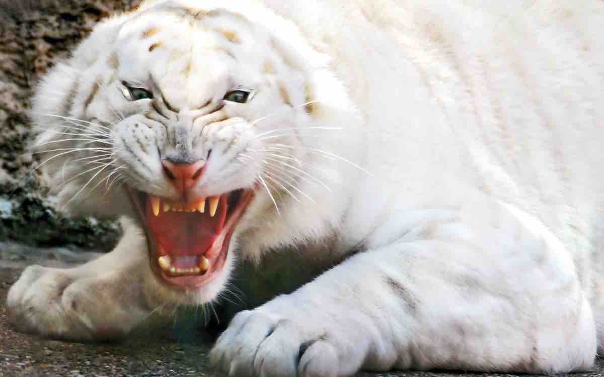“El tigre sin rayas” gana premio mundial