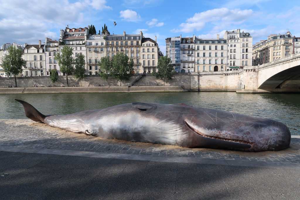 Una ballena queda varada en Francia, un efecto del cambio climático