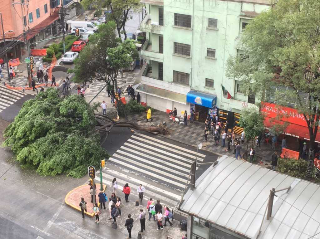 Cae árbol en Insurgentes (fotos)