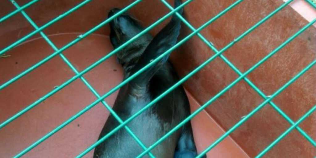 Delicado el lobo marino rescatado en Morelia