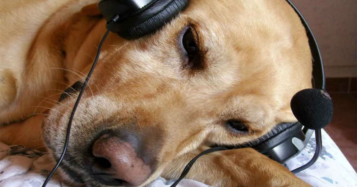 Perro melómano irrumpe concierto de música clásica