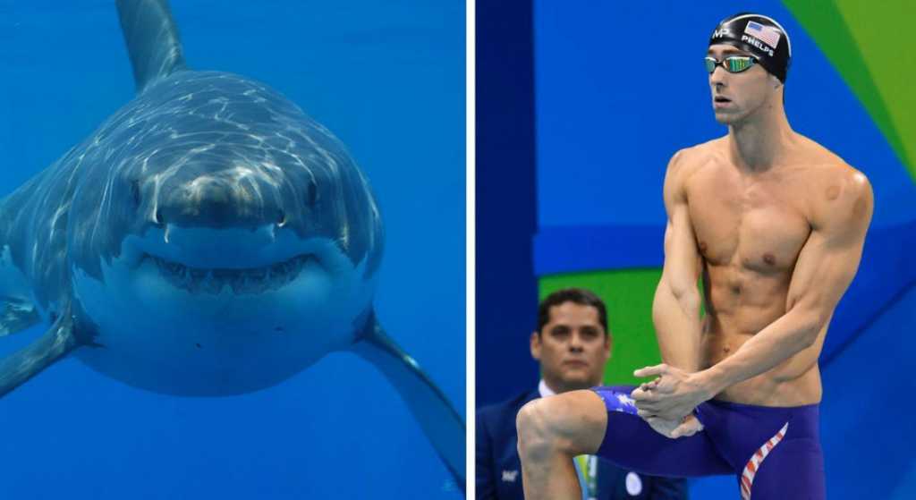 Michael Phelps compite contra tiburón blanco