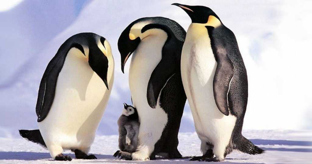 Pingüinos emperador amenazados por el cambio climático