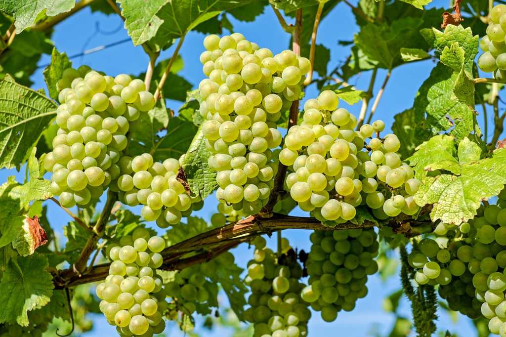 5 beneficios que tienen las uvas para nuestra salud