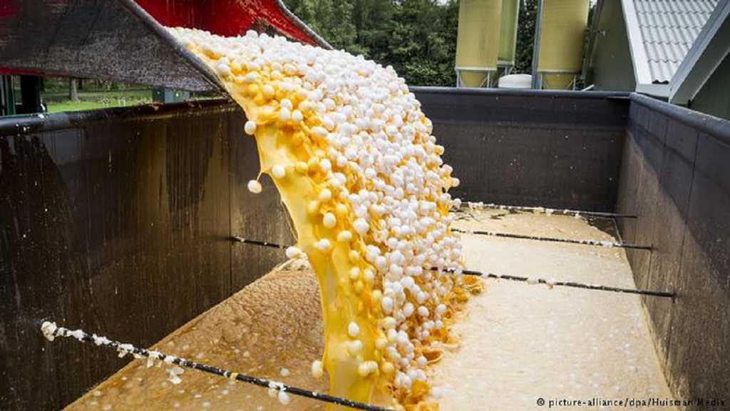 Alemania tiene un problema de huevos tóxicos