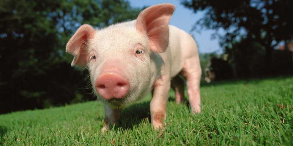 ¡Bomberos salvan vida a cerdo! Después se lo «refinaron»