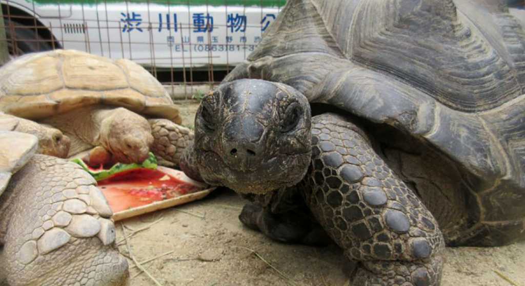 Tortuga gigante se siente «El Chapo» y se fuga del zoo