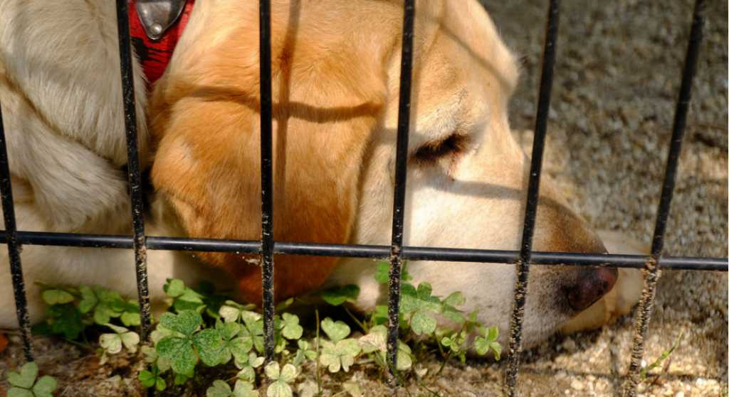 38 perros vivían un infierno en Iztapalapa