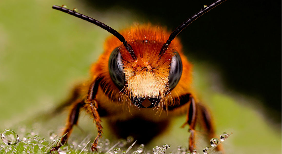 Abejas, sin ellas el mundo no podría existir