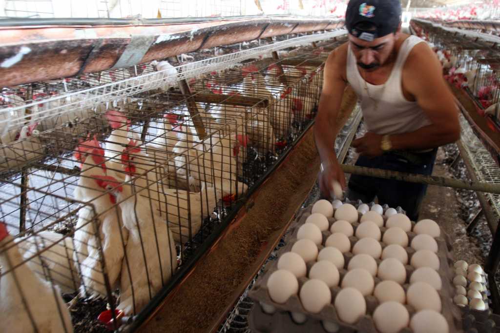 ¿Piensas que el pollo y el huevo están muy caros?, díselo a la Profeco