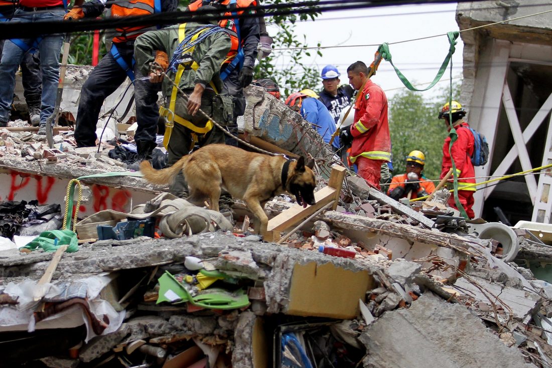 Los perros rescatistas que se han robado nuestro corazón