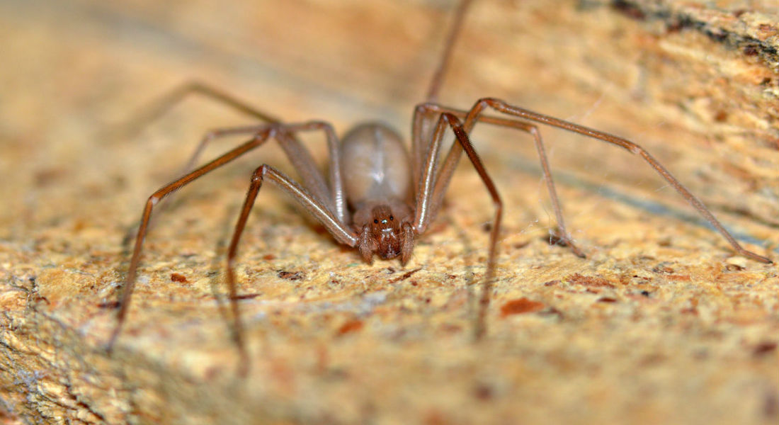 Muere bebé por mordedura de Araña