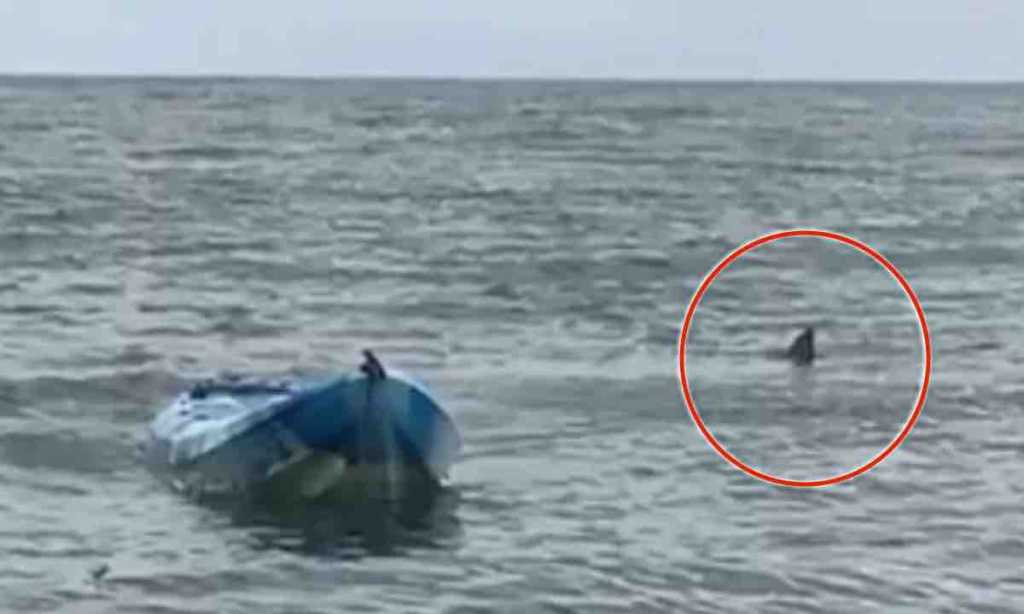 Padre rescata a su hija del ataque de un tiburón blanco