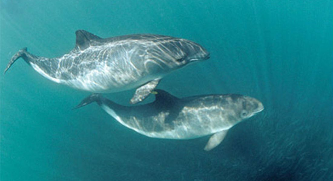 Realizan histórico rescate de vaquita marina