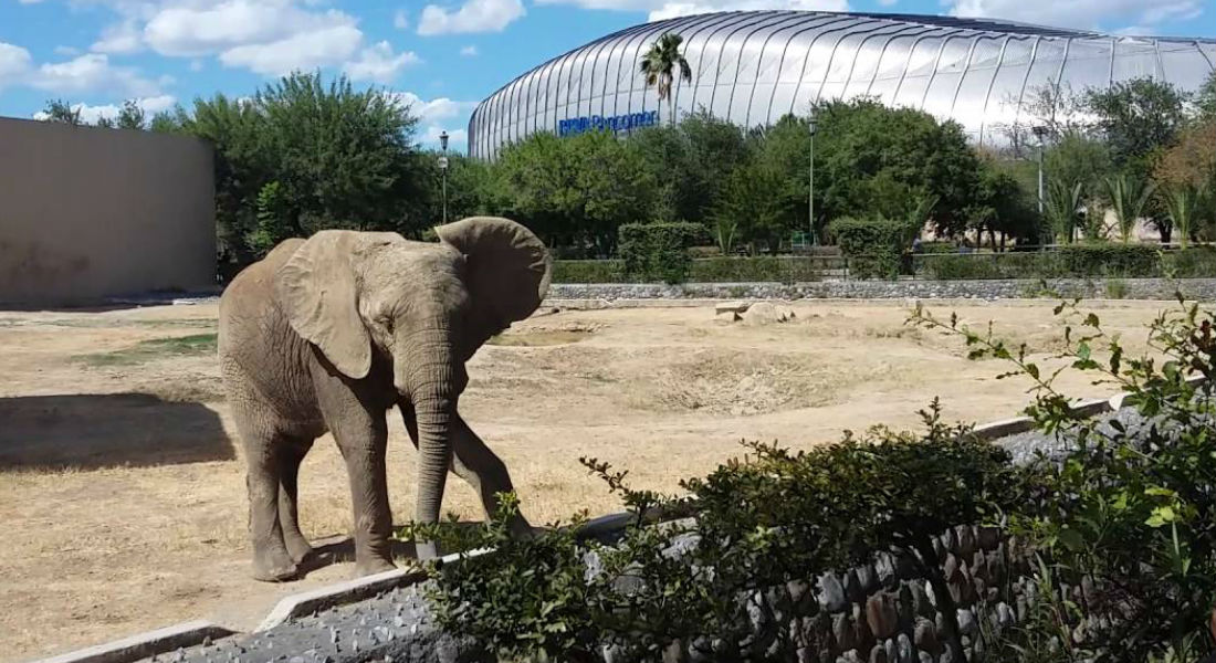Zoo de Nuevo León busca renovarse para los animales Digitall Post