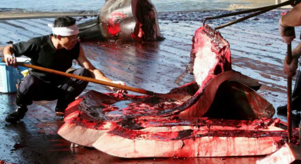 Pescadores japoneses cazan ballenas con arpones