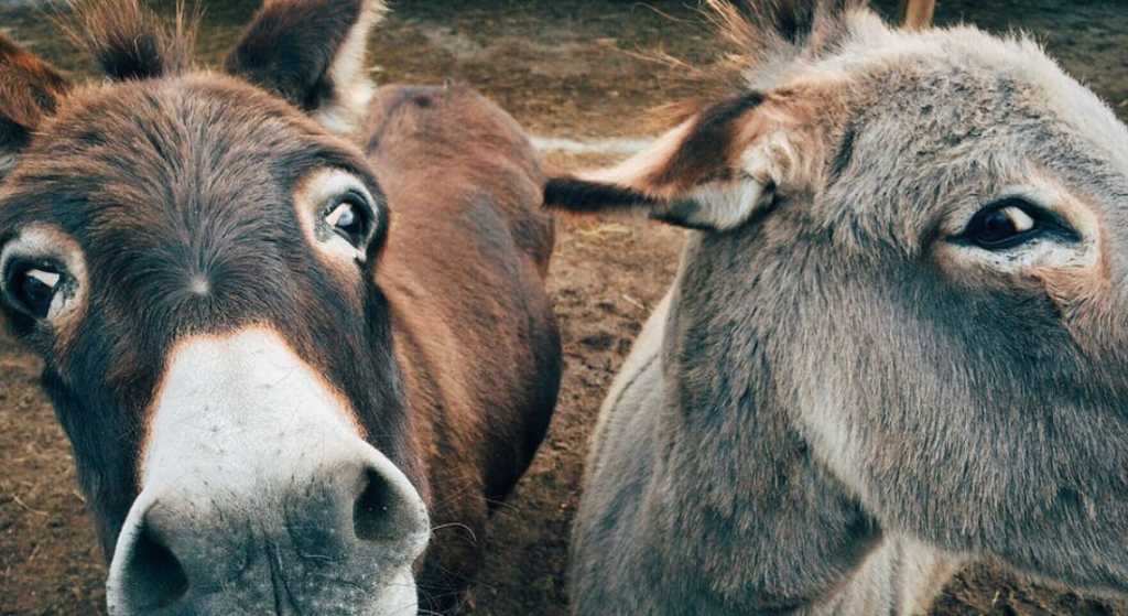 Arrestan a 8 burros por comerse las flores de una zona residencial
