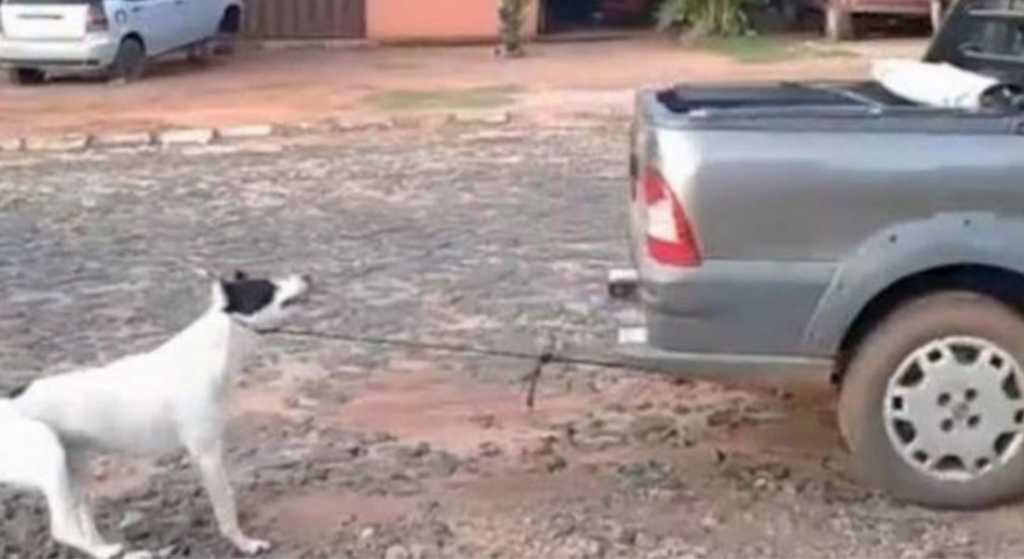 Exigen castigo a mujer que arrastró con una camioneta a un perro