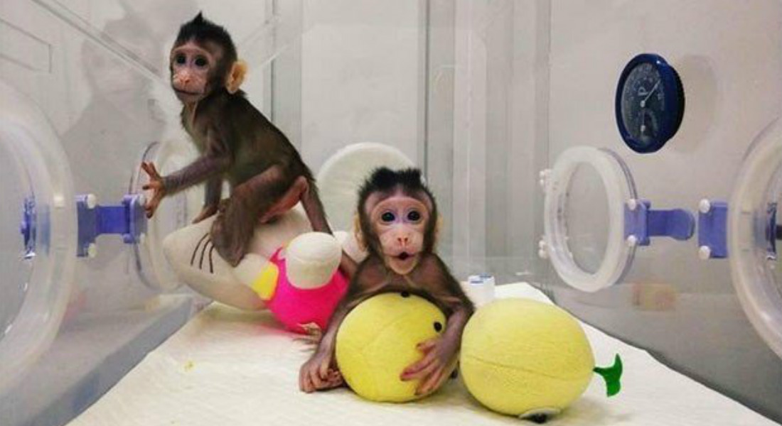 China clona a 5 monos con problemas psicológicos, para estudio