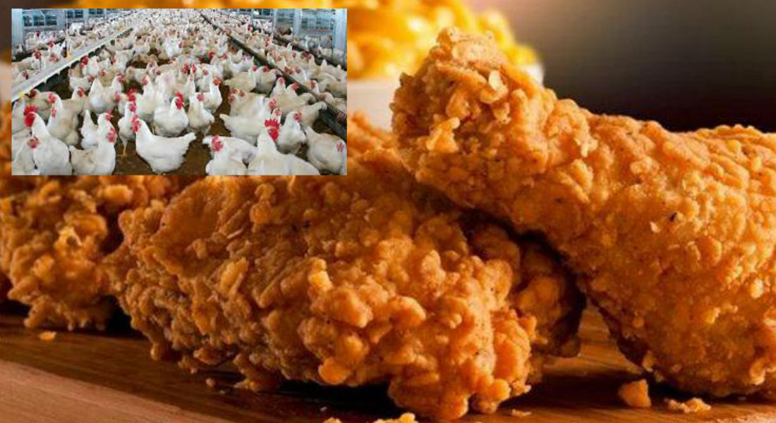 ¡KFC ha cerrado restaurantes por falta de pollos!