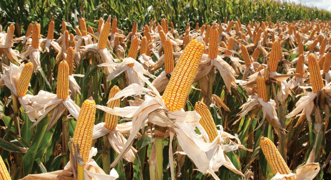 Sin TLCAN, resucitaría el maíz palomero en México