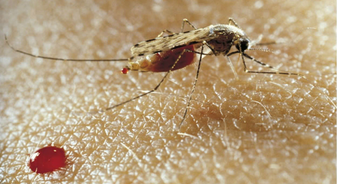 Liberan mosquitos infectados para combatir el Zika