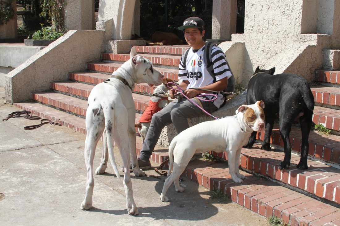 México vive con las consecuencias de ser «pet friendly»