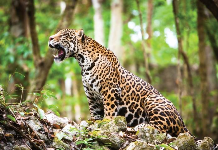 Si el jaguar se extingue la tierra estará en serios problemas: Activistas