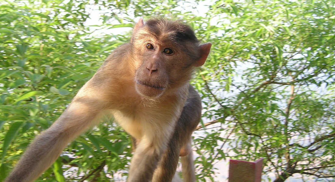 Mono secuestró a un bebé en la India