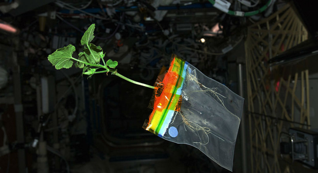¡Las plantas podrán crecer en el espacio!