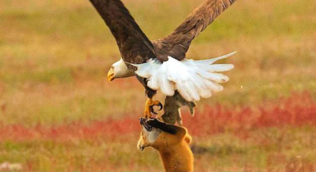 Captan pelea entre un zorro rojo y un águila calva