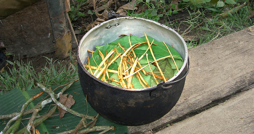 Estudio revela que la ayahuasca combate la depresión y el alcoholismo