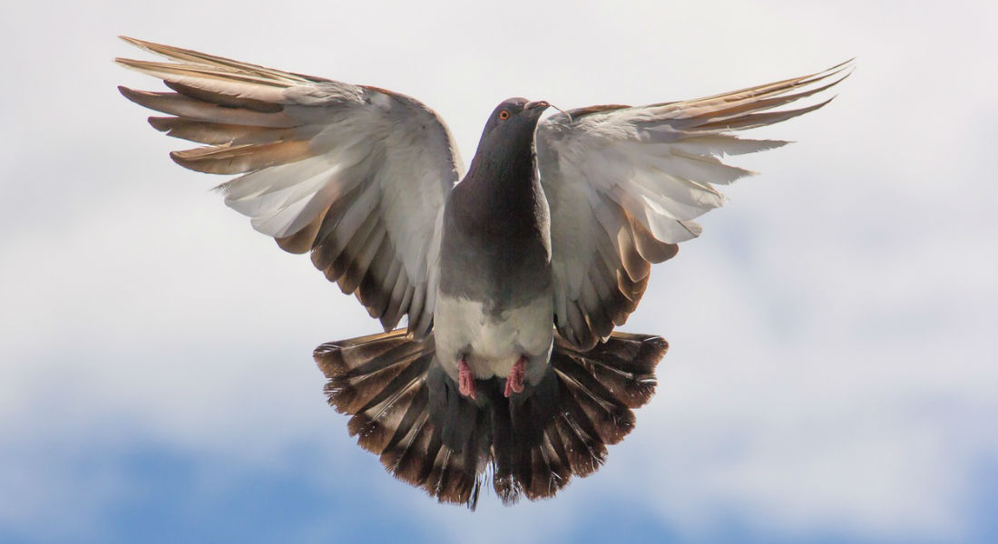 Subastan paloma mensajera en 1,25 millones de euros