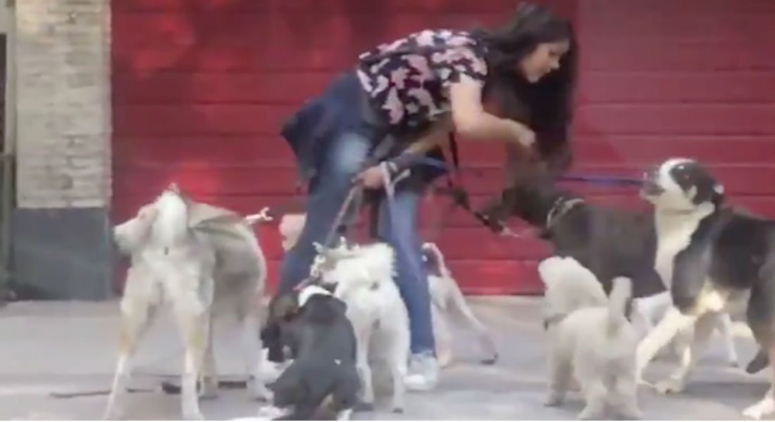 Cuidadora de perros jala y golpea a los animales a su cargo, en Polanco