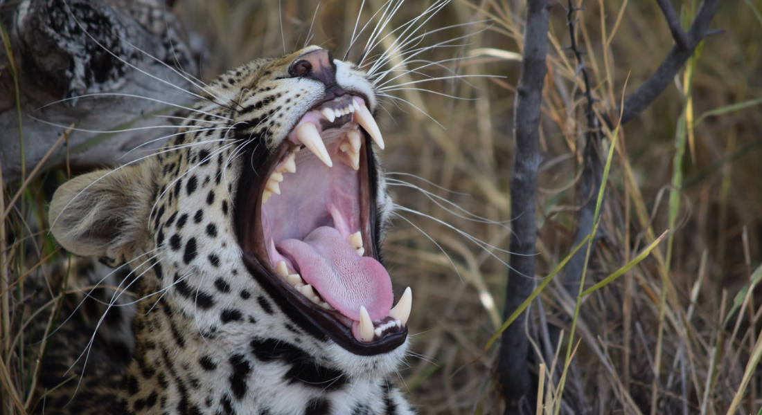 Leopardo devora niño de 3 años de edad en un parque