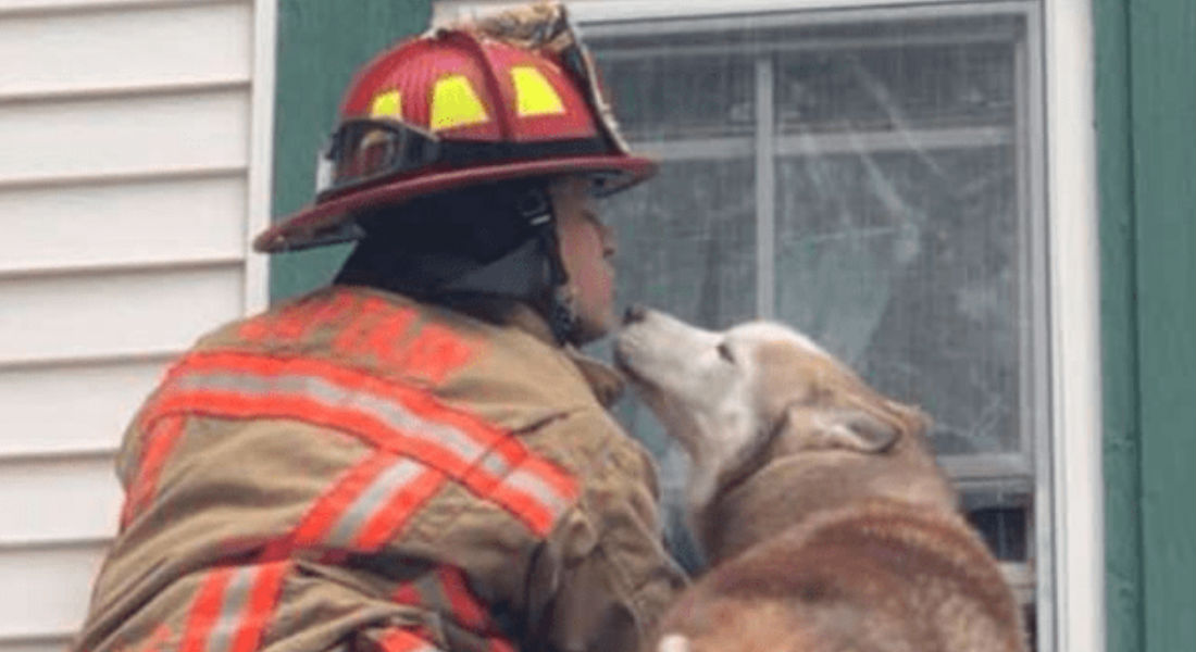 Perro besa a bombero que lo rescató del techo de una casa