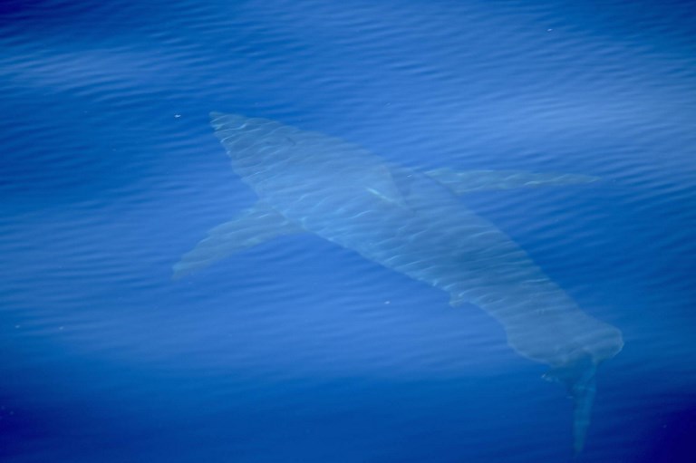 Sorprende Tiburón blanco en aguas españolas