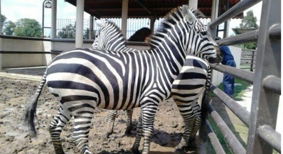 Animales decomisados en Iztapalapa ahora viven en Zoológico de Querétaro