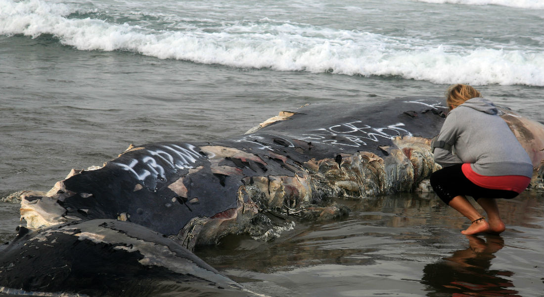 Muere ballena después de tragarse 80 bolsas de plástico