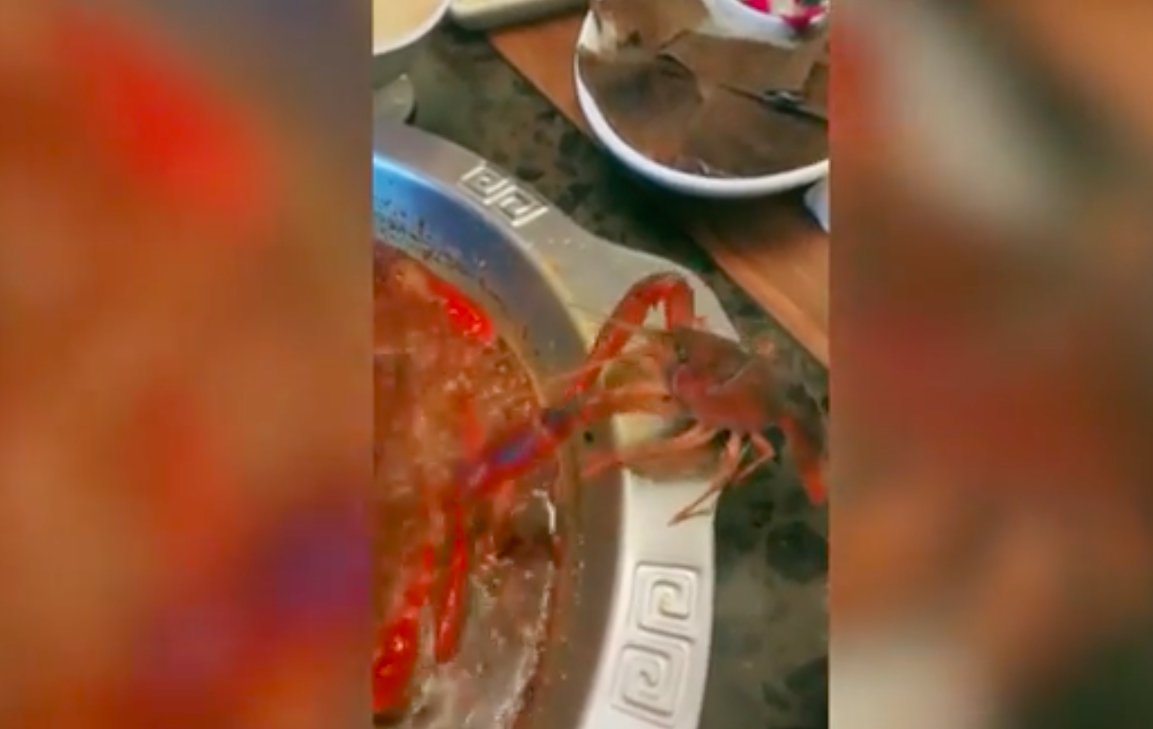 VIDEO: Crustáceo se arranca una tenaza y evita ser cocinado vivo