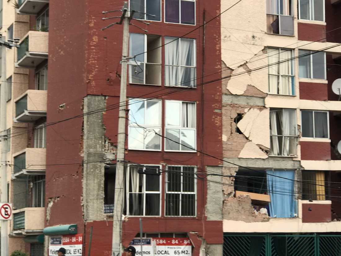 Edificio dañado por sismo se vuelve «nido de ratas»