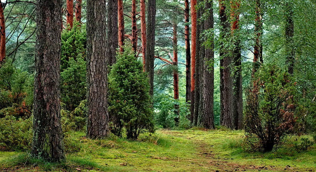 Bosques tropicales cumplen función reguladora del clima y temperatura