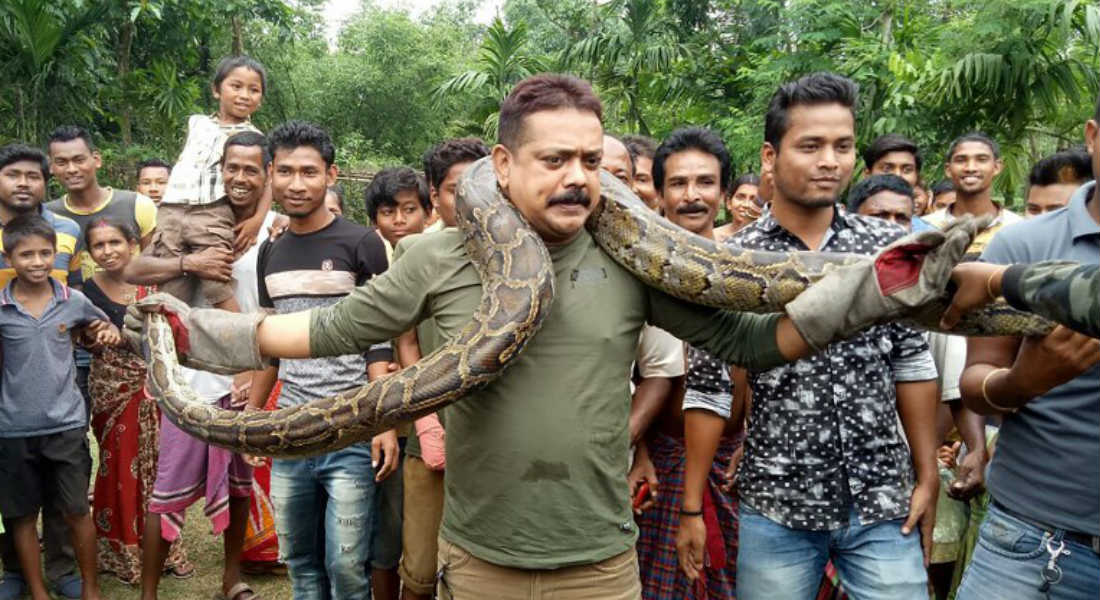 Pitón intenta estrangular a guardia forestal en la India