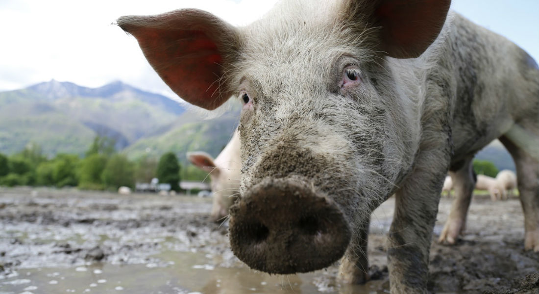 «Fuchi» a EEUU, México ahora compra carne alemana