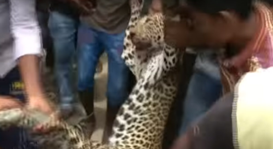 Aldeanos agarran a palazos a leopardo en peligro de extinción