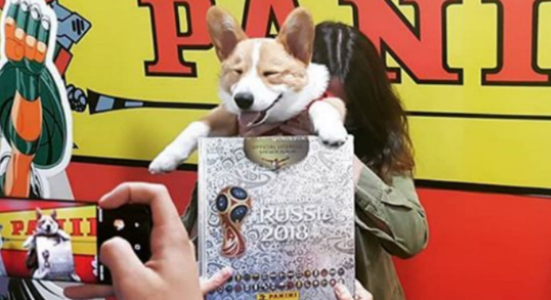 ¡Tragedia! Su perro se comió el álbum del Mundial Rusia 2018