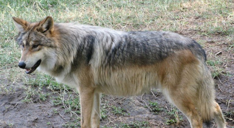 Avanza con éxito, la conservación del lobo gris mexicano